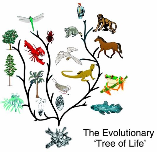 Древо живого. Дерево эволюции. Дерево эволюции всего живого. Ветка эволюции всего живого на земле. Эволюционно молодые растения.