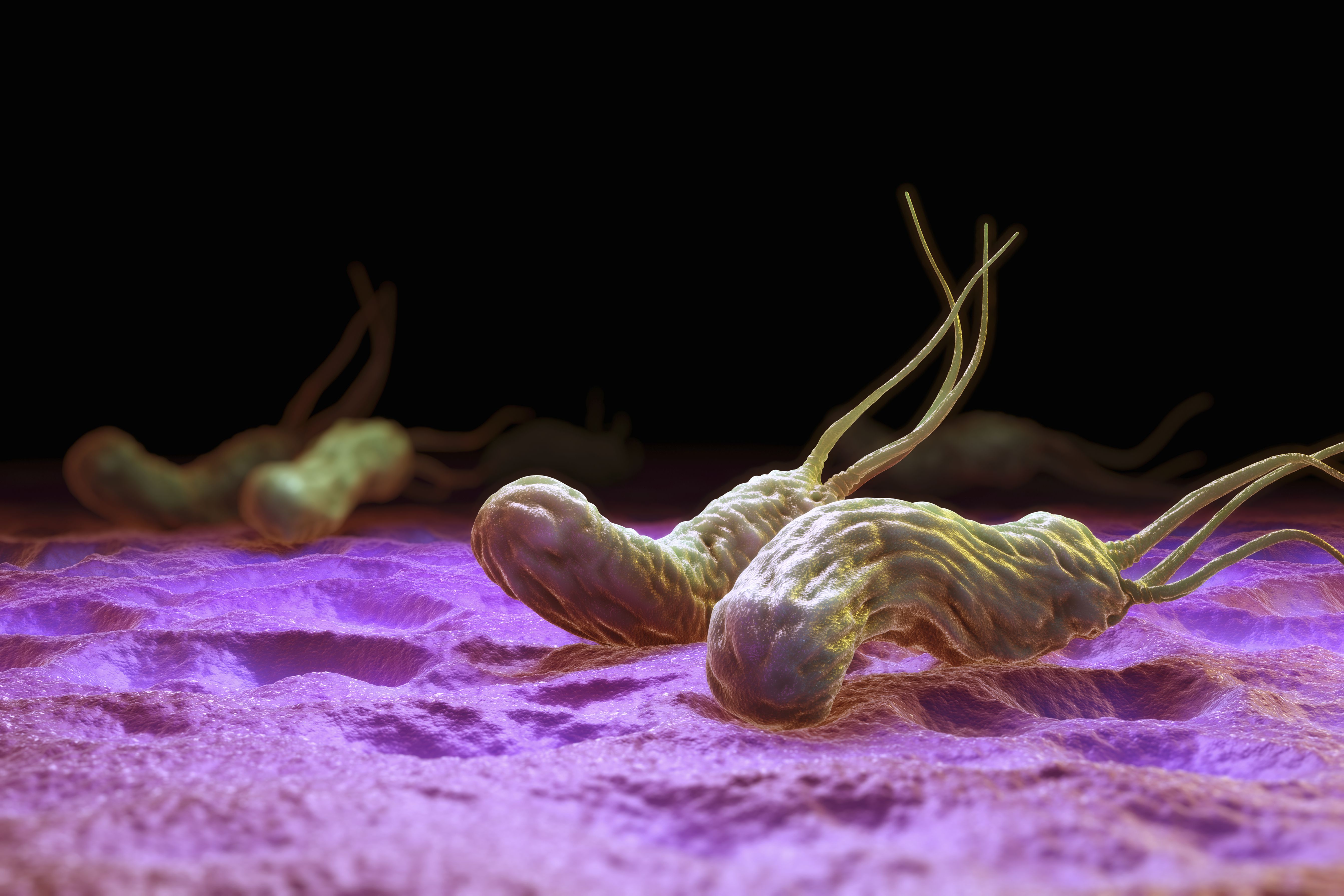Язва желудка бактерия. Хеликобактер пилори бактери. Бактерия хеликобактер пилори под микроскопом. Бакткрмя хилобактерипилопи.